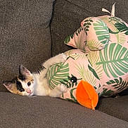 Willow is registered to the contest to win money with this photo: animal, calico_cat, couch, cozy, cute, domestic_cat, duck, gray_fabric, indoor, kitten, leaf_pattern, orange_beak, pet, playful, plush_toy, resting, small_cat, snuggling, soft_toy, young_cat