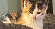 Willow is registered to the contest to win money with this photo: adorable, animal, blanket, calico, cat, closeup, cozy, curious, cute, domestic, feline, fur, indoor, kitten, pet, resting, small, soft, warm_light, young