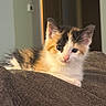 adorable, animal, blanket, calico, cat, closeup, cozy, curious, cute, domestic, feline, fur, indoor, kitten, pet, resting, small, soft, warm_light, young