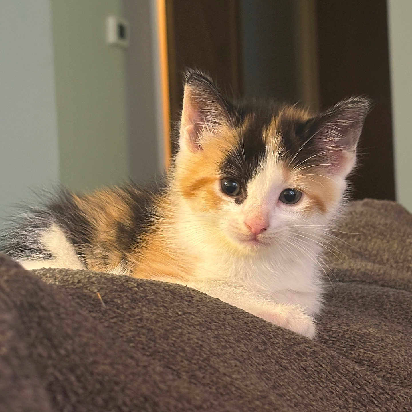 Willow is registered to the contest to win money with this photo: adorable, animal, blanket, calico, cat, closeup, cozy, curious, cute, domestic, feline, fur, indoor, kitten, pet, resting, small, soft, warm_light, young