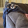 Willow is registered to the contest to win money with this photo: animal, blanket, brown, calico, cat, comfort, couch, cozy, curtains, cute, furniture, home, indoor, kitten, peek, pet, relaxing, resting, soft, wood_floor