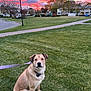 Maia is registered to the contest to win money with this photo: dog, leash, grass, sunset, sky, clouds, trees, park, playground, residential_area, bench, lamp_post, house, sidewalk, outdoor, pet, canine, nature, evening, suburb