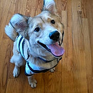 Maia joined the competition — help win amazing prizes! dog, pet, canine, happy, tongue_out, indoor, wooden_floor, footwear, black_and_white, sitting, looking_up, ears_up, fur, collar, playful, cute, smiling, striped_clothing, domestic_animal, companion