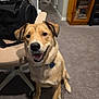 Maia is registered to the contest to win money with this photo: dog, indoor, carpet, chair, bag, smiling, pet, canine, happy, fur, collar, home, living_room, wooden_cabinet, sitting, animal, friendly, domestic, portrait, floor