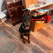 Rosie joined the competition — help win amazing prizes! doberman, puppy, dog, indoor, wooden_floor, cardboard_box, red_blanket, vintage_trunk, pet, animal, collar, tongue_out, ears_up, flooring, home, crate, tool, carpet, smiling, pet_portrait