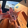 Biscuit is registered to the contest to win money with this photo: kitten, cat, cardboard_box, car_interior, child, sunlight, window, paw, whiskers, fur, pet, cute, animal, exploration, orange_cat, young_cat, indoor, face, hand, shadow