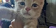 Biscuit joined the competition — help win amazing prizes! kitten, cat, pet, hand, indoor, carpet, gaming_chair, window, blinds, furniture, closeup, light, curious, whiskers, paw, person, room, household_item, background, feline