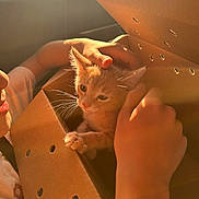 Biscuit joined the competition — help win amazing prizes! kitten, cat, child, hands, cardboard_box, car_interior, sunlight, warm_light, pet, animal, cute, whiskers, orange_cat, young_cat, gentle_touch, indoor, portrait, close_up, companion, soft_light