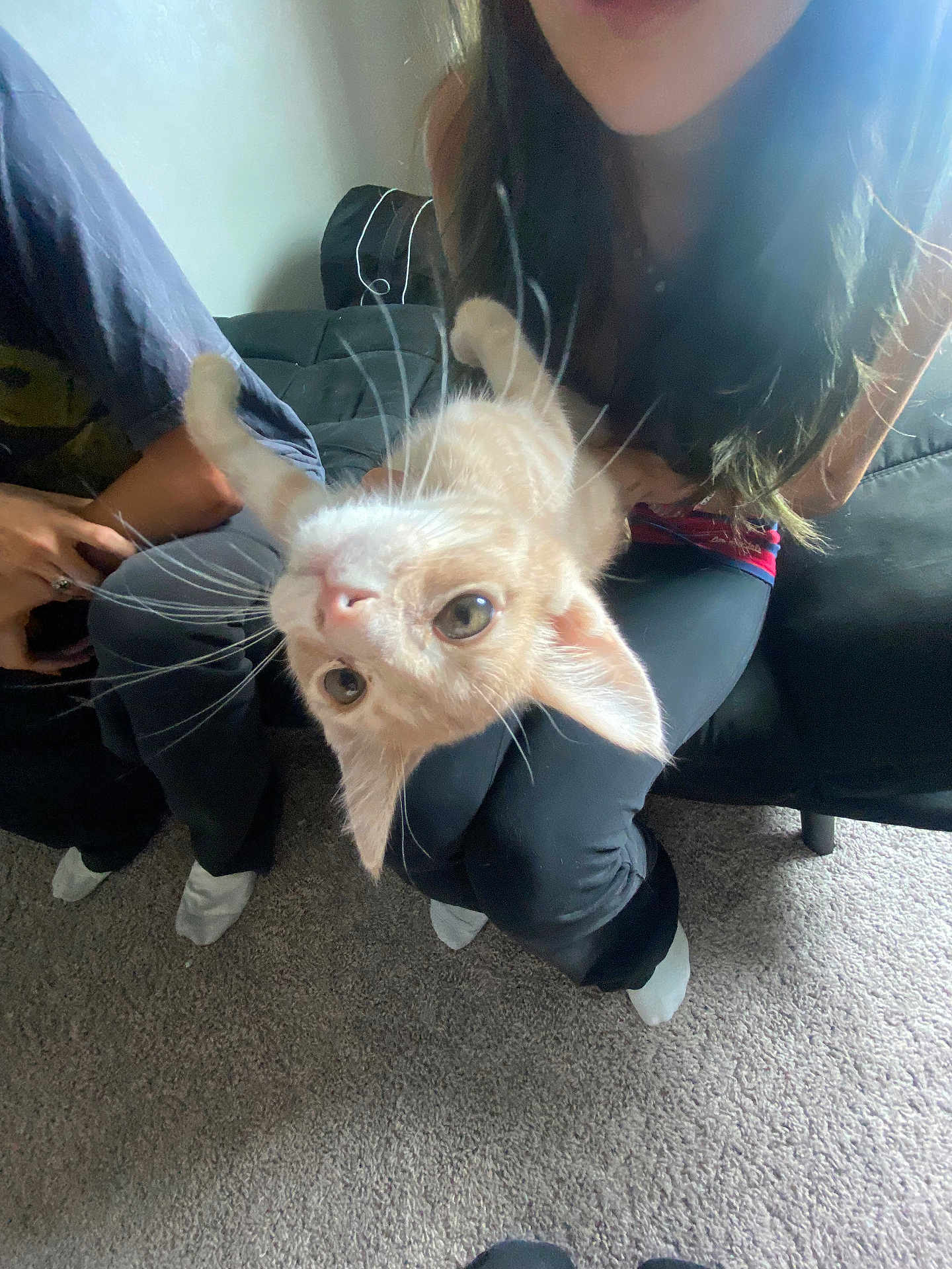 Biscuit is registered to the contest to win money with this photo: cat, light_fur, upside_down, person, lap, black_couch, carpet, indoor, casual, sitting, legs, hands, whiskers, curious, pet, home, relaxed, soft_light, people, cozy
