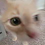 Biscuit joined the competition — help win amazing prizes! cat, curious, closeup, blurry, carpet, indoor, person, kneeling, furniture, toy, orange, white, animal, pet, floor, hand, bracelet, ear, eye, nose