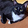cat, tuxedo_cat, black_and_white, whiskers, yellow_eyes, pet, feline, indoor, resting, curious, animal, cute, domestic_cat, closeup, lying_down, fur, ears, nose, paw, background
