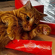 Rouky a rejoint le concours — aidez-le/la à gagner de superbes lots ! cat, ginger_cat, orange_fur, pet, animal, feline, lying_down, relaxed, paws, toe_beans, whiskers, ears, eye, portrait, close_up, gift_boxes, wrapping_paper, red, indoor, holiday