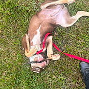 Gear is registered to the contest to win money with this photo: puppy, dog, grass, leash, stick, playful, outdoor, boots, pet, animal, brown_fur, white_fur, blue_eyes, canine, nature, fun, grass_field, paw, lying_down, chewing