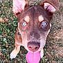 Gear is registered to the contest to win money with this photo: dog, puppy, blue_eyes, tongue_out, close_up, brown_fur, grass, outdoor, pet, canine, animal, cute, playful, young_dog, ears, snout, nose, fur, collar, nature