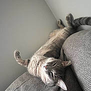 Toby joined the competition — help win amazing prizes! cat, sleeping, upside_down, couch, gray, feline, relaxed, indoor, pet, whiskers, fur, tail, paw, cozy, resting, home, animal, cute, domestic, comfortable