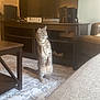 cat, standing, living_room, tv_stand, blessed_sign, rug, furniture, curious, indoor, pet, cozy, home, tabby, focused, wooden_table, couch, decor, floor, animal, domestic