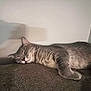 cat, sleeping, gray_cat, indoor, cozy, resting, feline, pet, fur, whiskers, closed_eyes, shadow, wall, soft_surface, relaxed, domestic_animal, mammal, quiet, calm, comfort