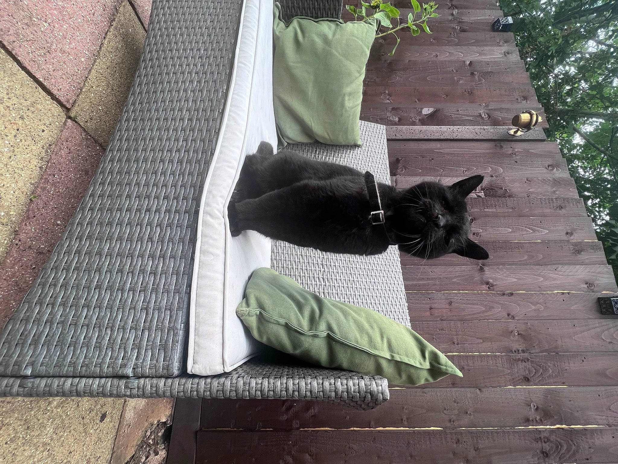 Sonnie is registered to the contest to win money with this photo: black_cat, carnivore, cat, comfort, companion_dog, dog, dog_breed, domestic_short_haired_cat, fawn, felidae, flooring, grass, grey, human_leg, plant, small_to_medium_sized_cats, tail, tree, whiskers, wood