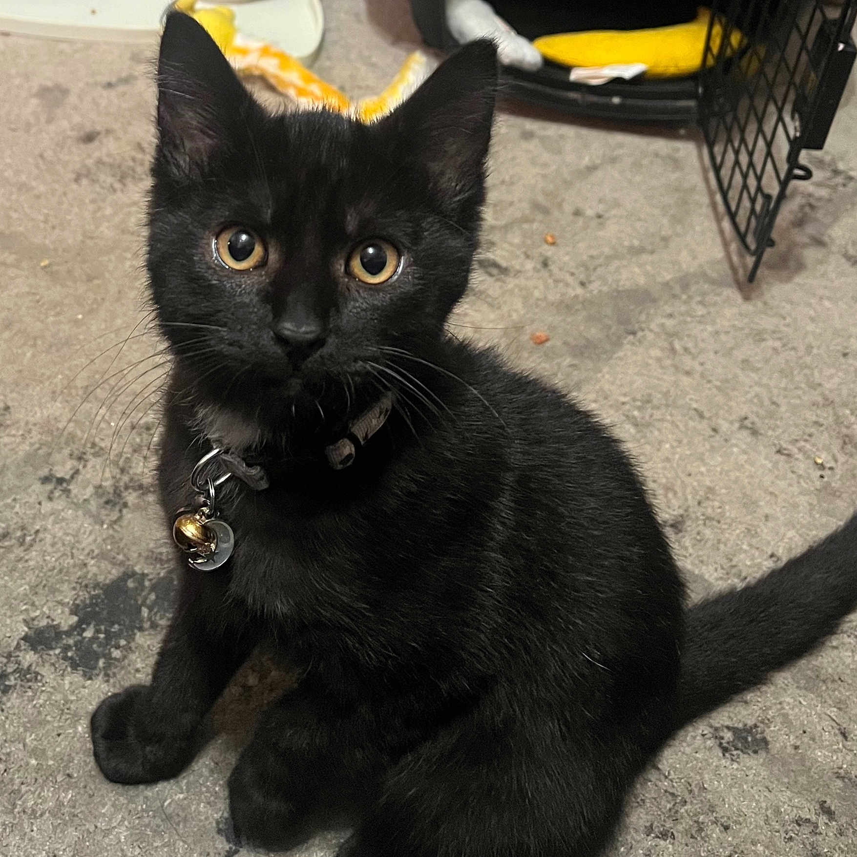 Spirit joined the competition — help win amazing prizes! black_cat, kitten, pet_collar, golden_eyes, indoor, concrete_floor, pet_bed, cat_bell, whiskers, sitting, young_cat, curious, animal, feline, domestic_cat, looking_up, cute, small_cat, furry, alert