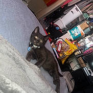 Spirit joined the competition — help win amazing prizes! kitten, black_cat, collar, blanket, bed, laundry_basket, snacks, clothes, room, indoor, furniture, pet, cute, animal, toy, colorful, soft, cozy, domestic, messy