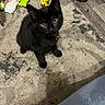 Spirit is registered to the contest to win money with this photo: black_cat, kitten, pet, indoor, animal, toy, floor, rug, curious, small, whiskers, sitting, playful, collar, domestic_cat, feline, cute, young, household, footwear