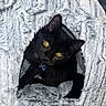 Spirit is registered to the contest to win money with this photo: animal, black_cat, cat, collar, comfort, cozy, curious, cute, domestic_animal, feline, fluffy, fur, hidden, indoor, looking_up, pet_cave, resting, soft_texture, tag, yellow_eyes