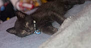 Spirit is registered to the contest to win money with this photo: black_cat, kitten, collar, sleepy, lying_down, blanket, indoor, pet, feline, cute, fur, relaxed, animal, mammal, domestic_animal, soft_texture, resting, cozy, young_cat, close_up