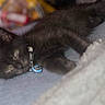 black_cat, kitten, collar, sleepy, lying_down, blanket, indoor, pet, feline, cute, fur, relaxed, animal, mammal, domestic_animal, soft_texture, resting, cozy, young_cat, close_up