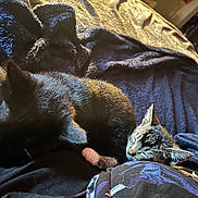 Taquito joined the competition — help win amazing prizes! animal, black_cat, blanket, cat, close_up, comfort, cozy, cute, feline, fur, home, indoor, kitten, nap, pet, resting, sleeping, soft_texture, sunlight, tabby_cat