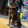 Taquito is registered to the contest to win money with this photo: background, cat, collar, concrete, container, curious, domestic_animal, feline, floor, household, indoor, kitten, lighting, object, paw, pet, shadow, tail, whiskers, young