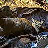 Taquito joined the competition — help win amazing prizes! animal, bedroom, black_cat, blanket, cat, cats, companion, cozy, cute, domestic, fur, indoor, pets, relaxation, resting, sleeping, snuggling, sunlight, tabby_cat, warm_light