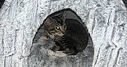 Taquito is registered to the contest to win money with this photo: animal, animal_house, cat, collar, companion_animal, cozy, curious, cute, domestic, feline, fluffy, fur, home, indoor, pet_bed, pets, resting, sleeping_area, soft_texture, tabby_cat