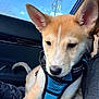 Milo joined the competition — help win amazing prizes! puppy, dog, car, harness, window, blue_sky, ears, fur, pet, animal, sitting, cute, indoors, seat, tail, leash, young_dog, closeup, daytime, transportation