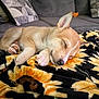Milo is registered to the contest to win money with this photo: puppy, dog, sleeping, blanket, sunflower_pattern, fur, cozy, indoors, couch, pet, animal, resting, cute, nap, young_dog, paw, closeup, soft, comfort, relaxation