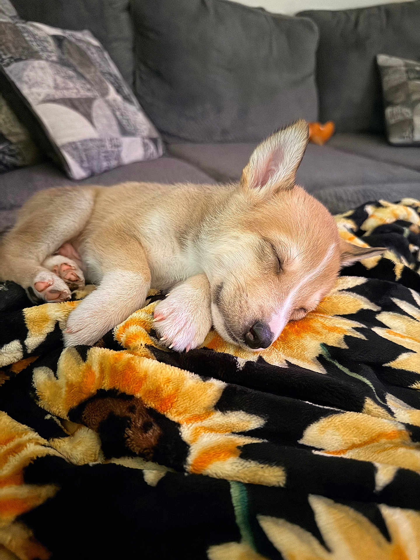 Milo is registered to the contest to win money with this photo: puppy, dog, sleeping, blanket, sunflower_pattern, fur, cozy, indoors, couch, pet, animal, resting, cute, nap, young_dog, paw, closeup, soft, comfort, relaxation