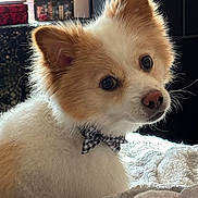 Louie joined the competition — help win amazing prizes! dog, bow_tie, fluffy, cute, pet, indoors, blanket, fur, animal, portrait, cozy, curious, brown, white, domestic_animal, face, ears, nose, furniture, window