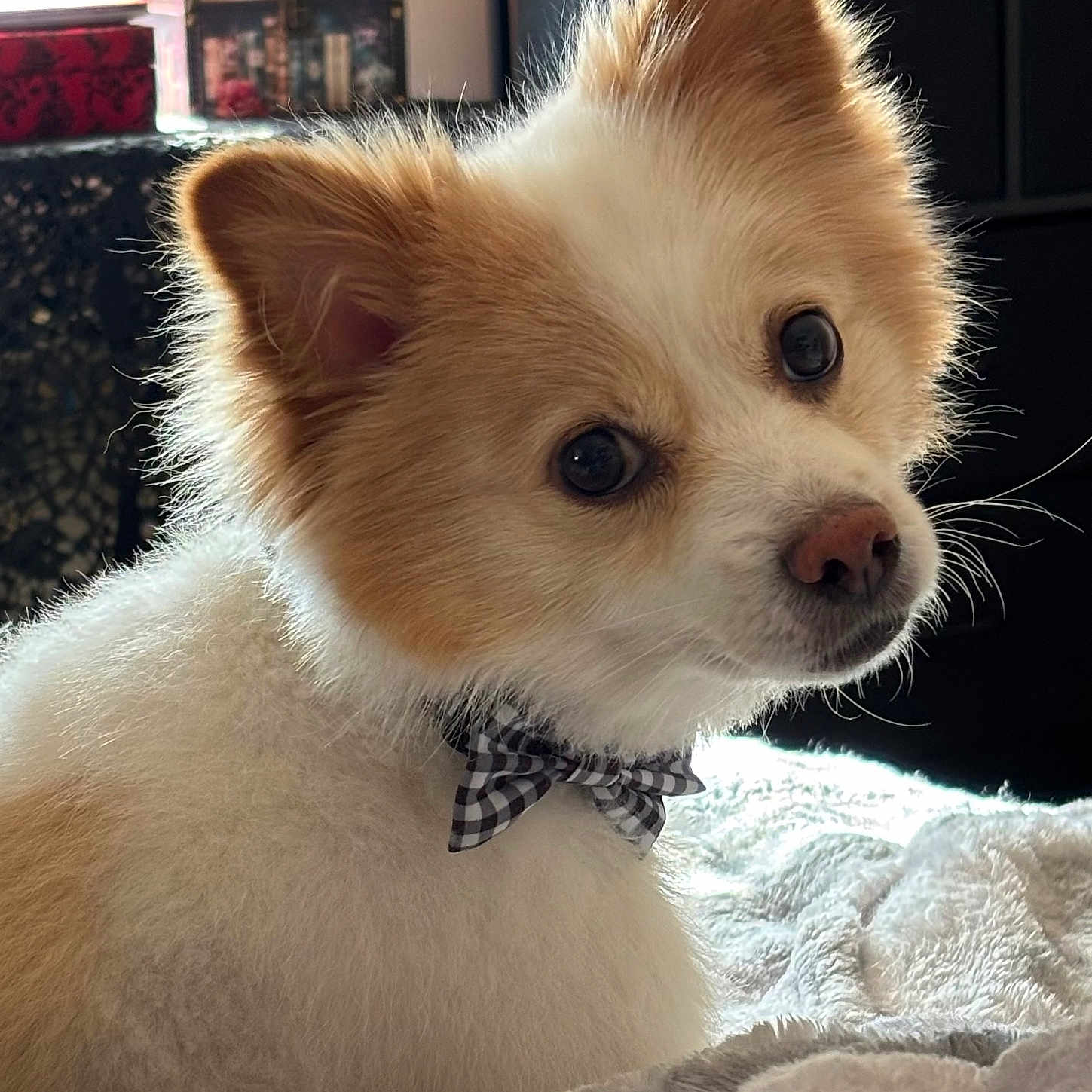 Louie joined the competition — help win amazing prizes! animal, blanket, bow_tie, brown, cozy, curious, cute, dog, domestic_animal, ears, face, fluffy, fur, furniture, indoors, nose, pet, portrait, white, window