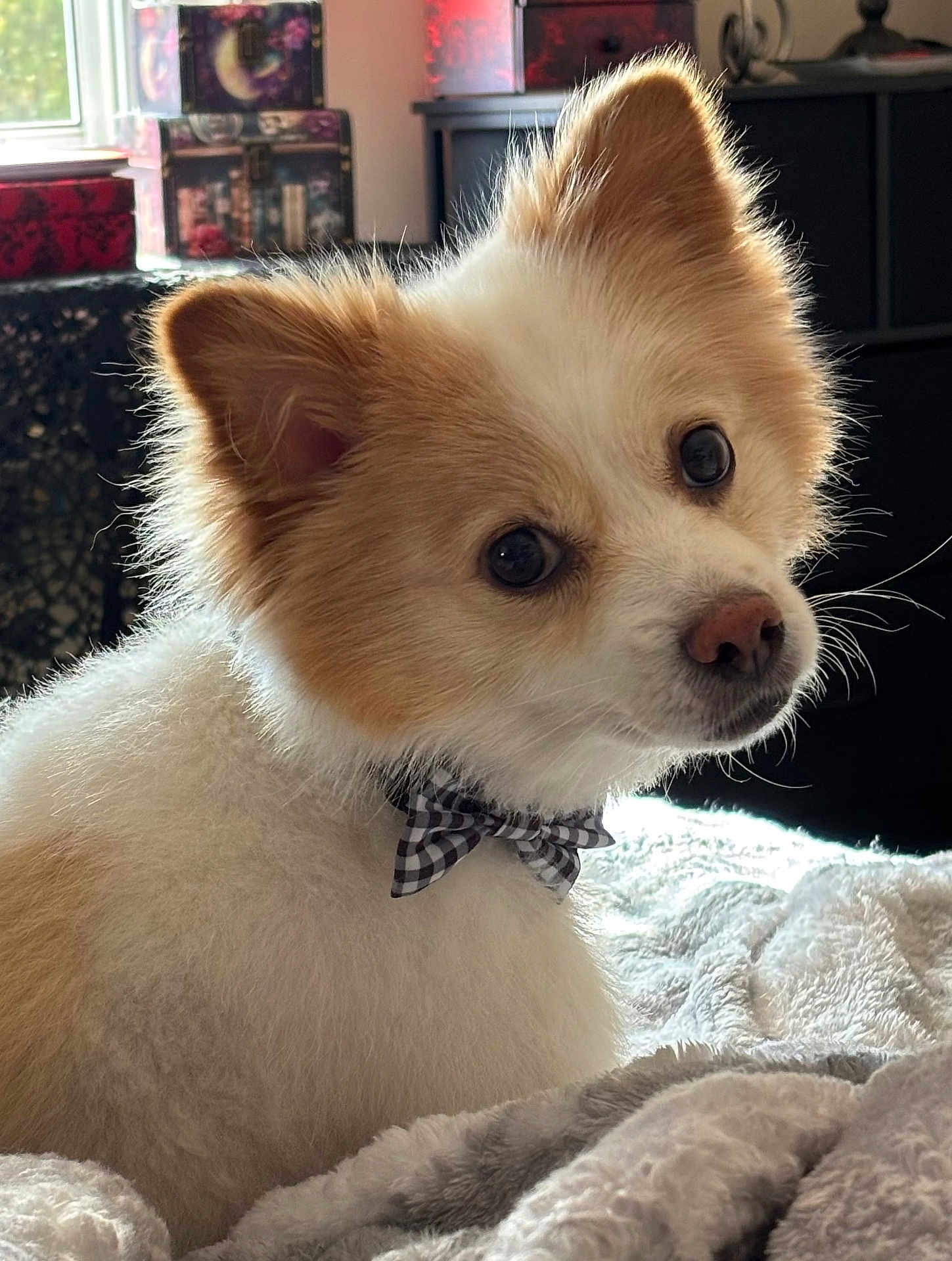 Louie joined the competition — help win amazing prizes! dog, bow_tie, fluffy, cute, pet, indoors, blanket, fur, animal, portrait, cozy, curious, brown, white, domestic_animal, face, ears, nose, furniture, window