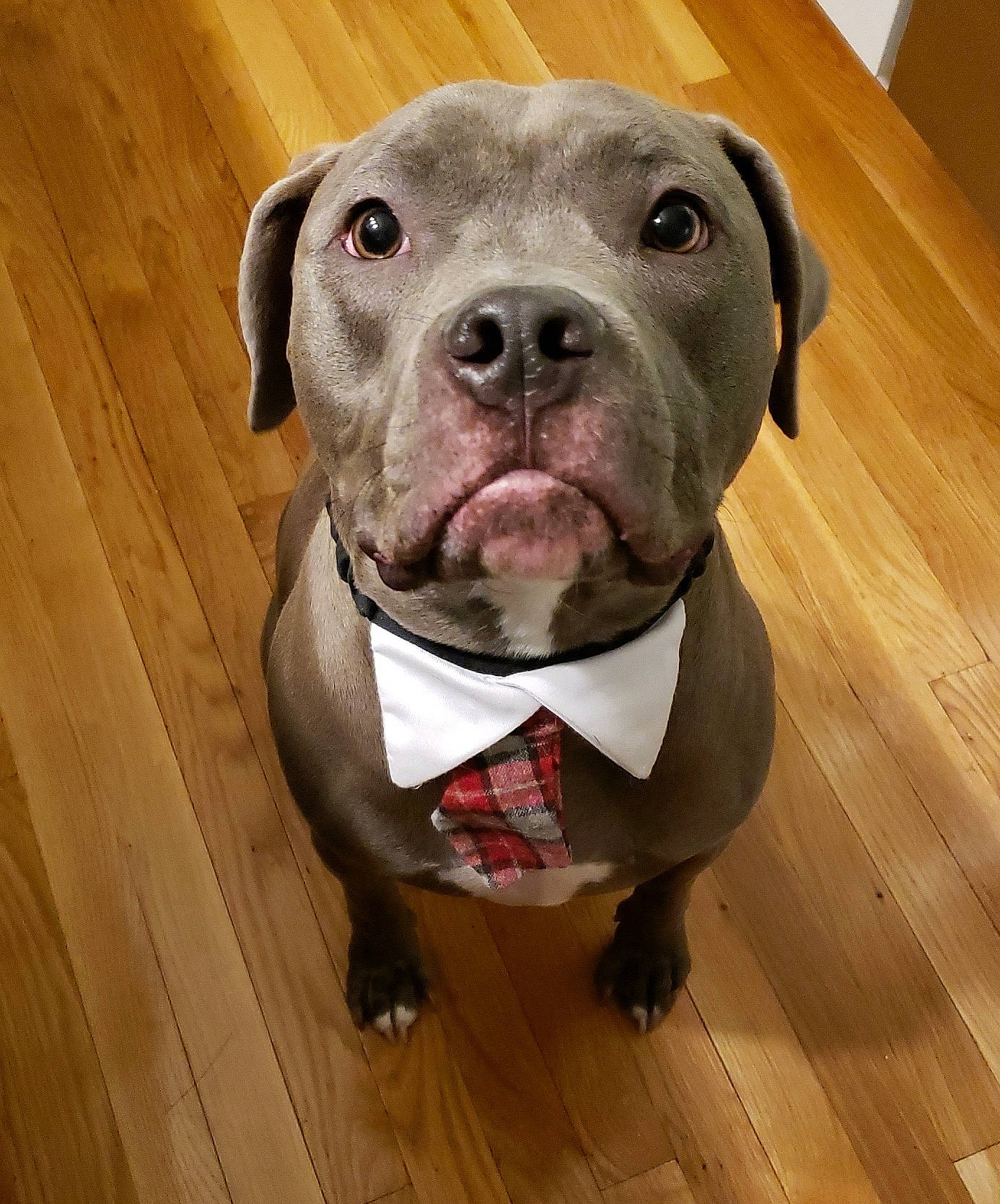 Bentley is registered to the contest to win money with this photo: canidae, carnivore, companion_dog, dog, dog_breed, eye, fawn, flooring, hardwood, liver, pet_supply, plank, snout, sporting_group, varnish, whiskers, wood, wood_flooring, wood_stain, working_animal