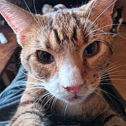 Mocha is registered to the contest to win money with this photo: cat, tabby, close_up, indoor, pet, animal, whiskers, ears, eyes, nose, fur, lap, curious, portrait, mammal, domestic, face, looking, resting, person