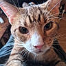 cat, tabby, close_up, indoor, pet, animal, whiskers, ears, eyes, nose, fur, lap, curious, portrait, mammal, domestic, face, looking, resting, person