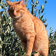 Spirou participe au concours pour gagner de l'argent avec cette photo : cat, orange_tabby, animal, outdoor, nature, leaves, branches, sunlight, blue_sky, pet, feline, whiskers, fur, sitting, peaceful, closeup, daytime, wildlife, plant, tree