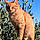 Spirou