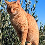 cat, orange_tabby, animal, outdoor, nature, leaves, branches, sunlight, blue_sky, pet, feline, whiskers, fur, sitting, peaceful, closeup, daytime, wildlife, plant, tree
