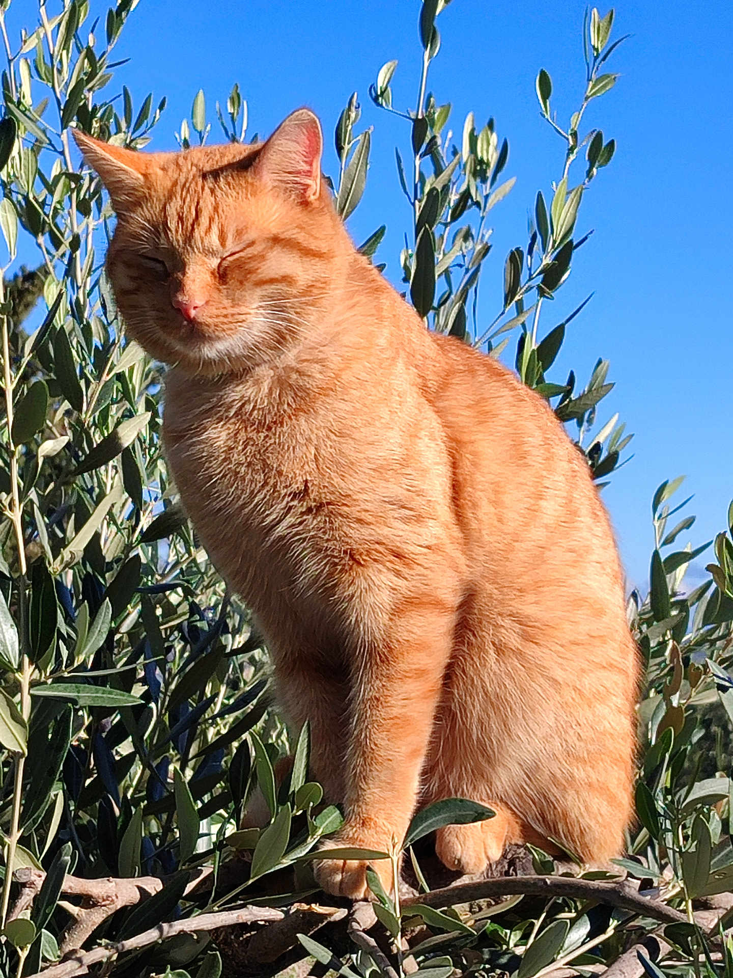 Spirou