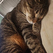 Aizawa joined the competition — help win amazing prizes! cat, tabby, sleeping, fur, close_up, indoor, resting, pet, cozy, animal, whiskers, paw, relaxation, cute, domestic_cat, feline, nap, soft, quiet, calm
