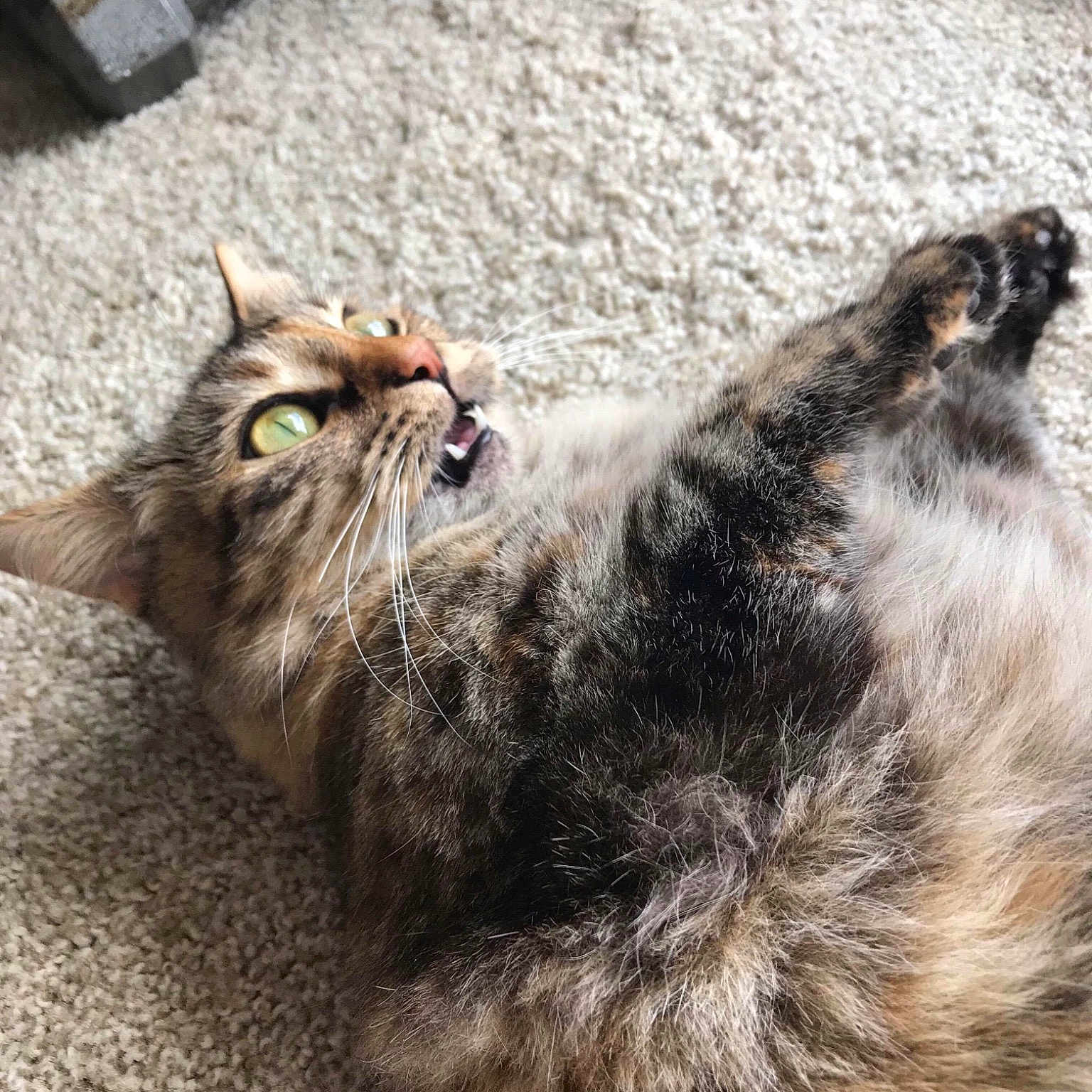 Grumpy is registered to the contest to win money with this photo: aegean_cat, cat, cat_like_mammal, domestic_short_haired_cat, dragon_li, fauna, fur, maine_coon, norwegian_forest_cat, small_to_medium_sized_cats, snout, whiskers