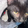 animal, black_cat, blurry, cat, cat_tree, cave, close_up, cozy, curious, domestic_cat, feline, fur, furry_perch, indoor, pet, plaything, plush_toy, resting_spot, soft_texture, yellow_eyes