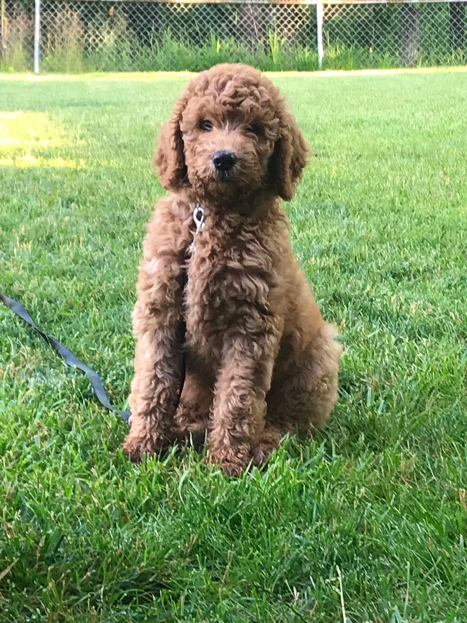 Willow joined the competition — help win amazing prizes! barbet, canidae, carnivore, cavapoo, cockapoo, companion_dog, dog, dog_breed, goldendoodle, labradoodle, mammal, miniature_poodle, poodle, poodle_crossbreed, puppy, schnoodle, sporting_group, standard_poodle, toy_poodle, vertebrate