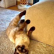 Yumie participe au concours pour gagner de l'argent avec cette photo : cat, siamese_cat, carpet, couch, indoor, home, pet, playful, furniture, cozy, light, paw, upside_down, curious, texture, relaxing, animal, mammal, whiskers, ears